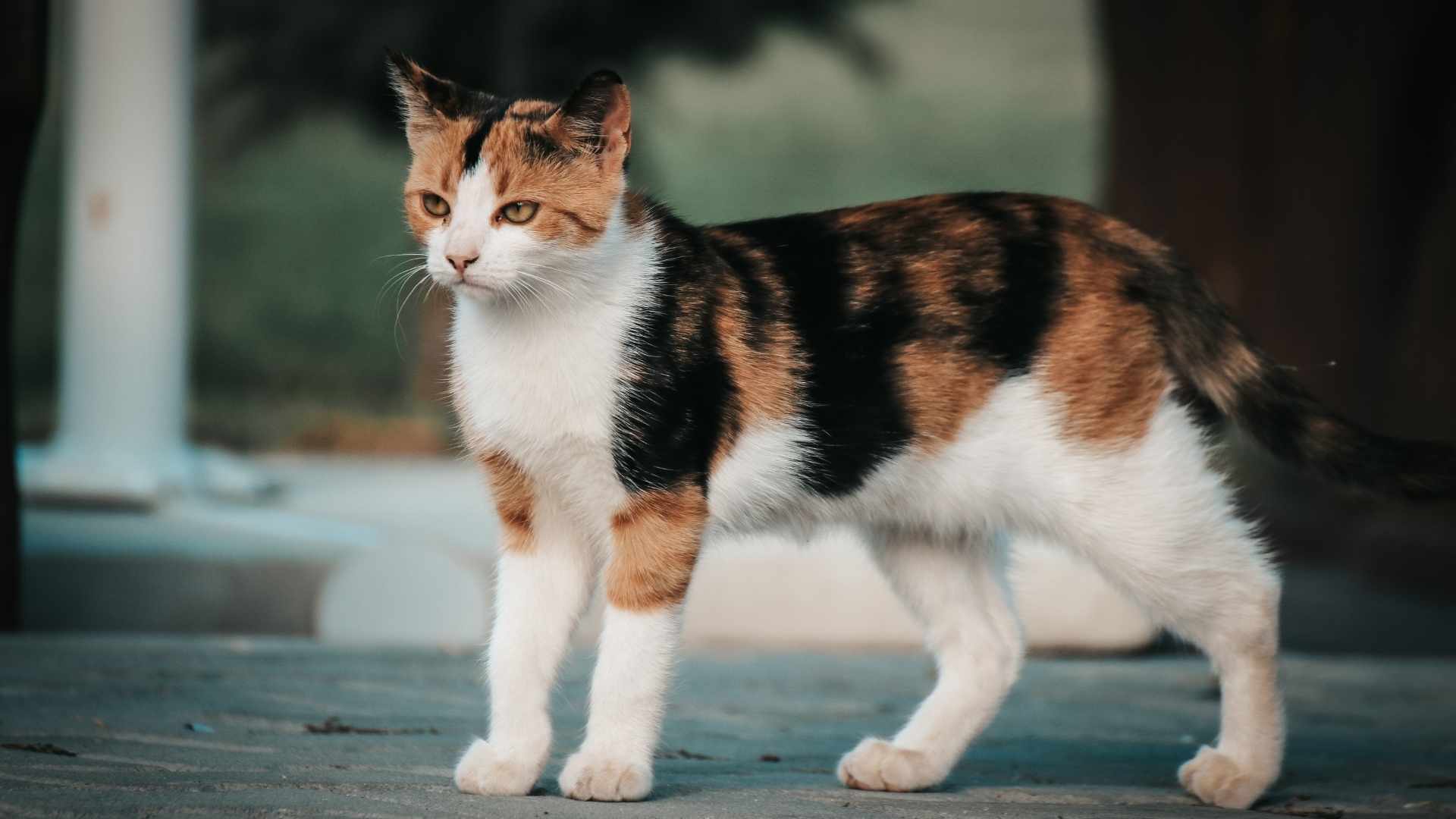 gato calicó cuerpo entero
